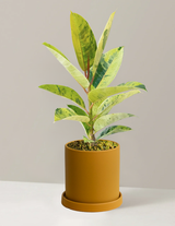 Ficus Shivereana