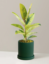 Ficus Shivereana