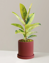 Ficus Shivereana