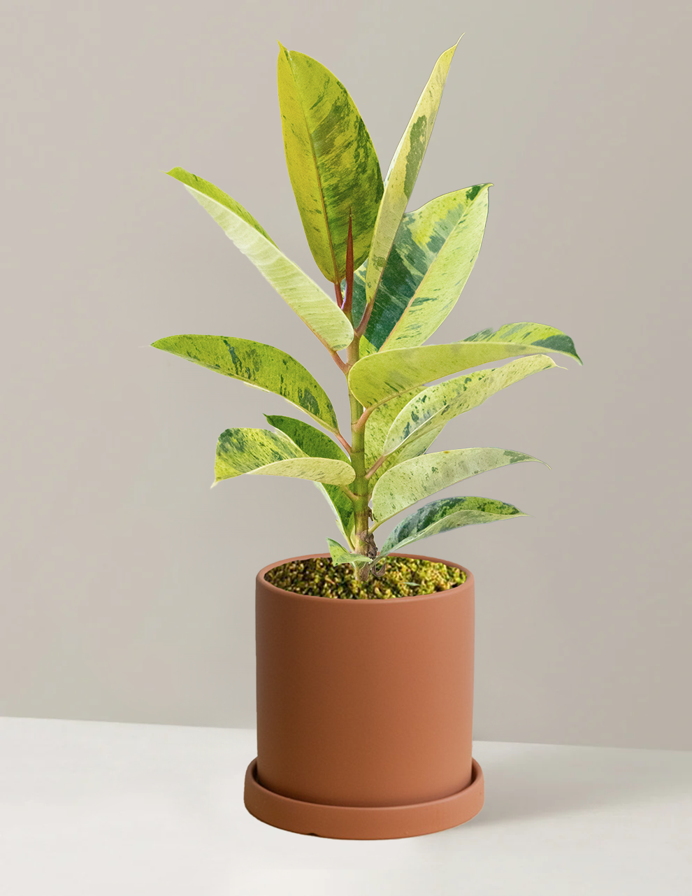 Ficus Shivereana