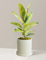 Ficus Shivereana