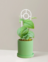 Pothos Silver Hero