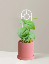 Pothos Silver Hero