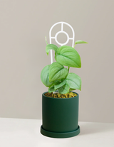 Pothos Silver Hero