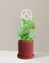 Pothos Silver Hero