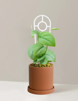 Pothos Silver Hero