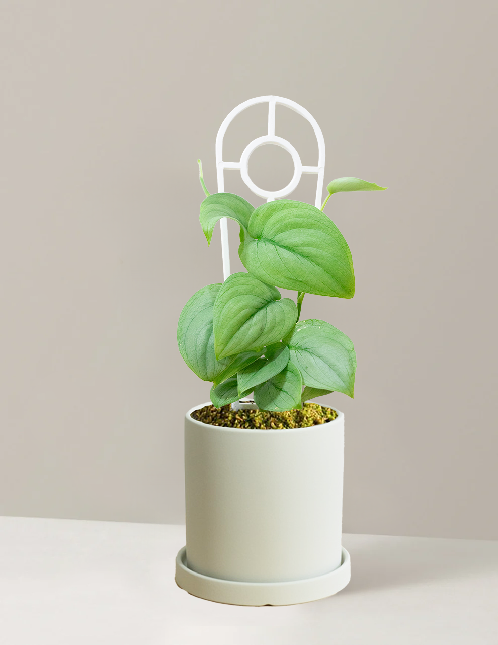 Pothos Silver Hero