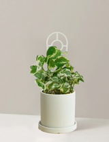 Pothos Snow Queen