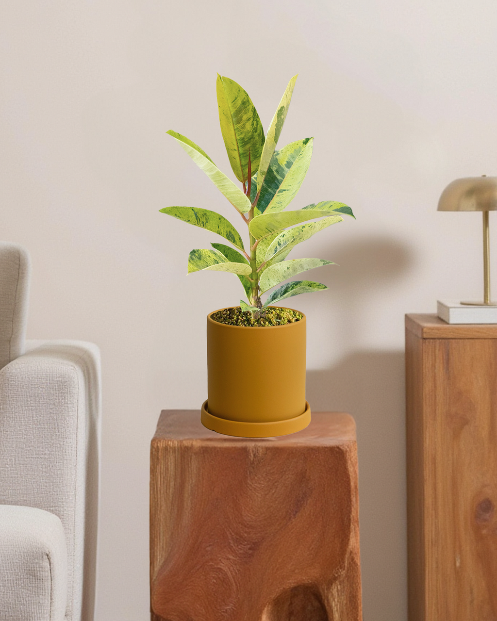 Ficus Shivereana