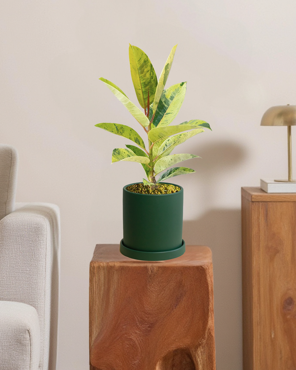 Ficus Shivereana