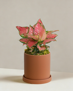 Aglaonema Auspicious Red