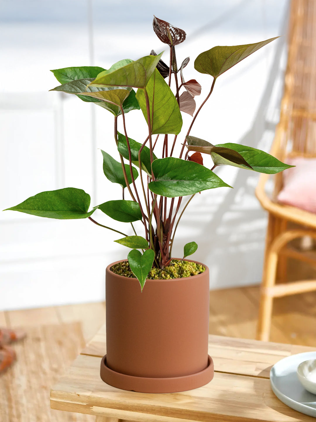 Paris Black Anthurium Andraeanum