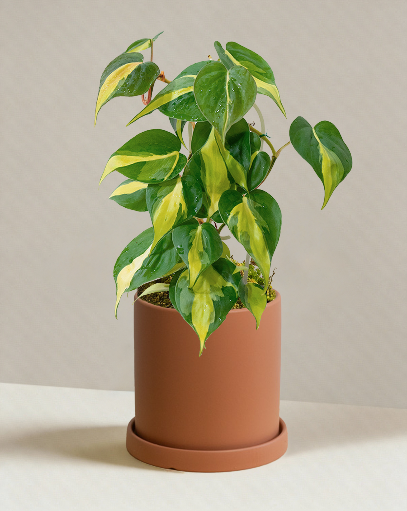 philodendron brasil totem Philodendron Brasil | Variegated Heartleaf Plant