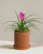 Tillandsia Cyanea