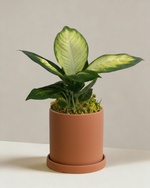 Dieffenbachia Tropic Marina