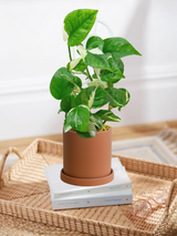 Pothos Manjula