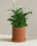 Peace Lily