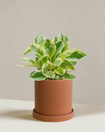 Peperomia Albo Marginata