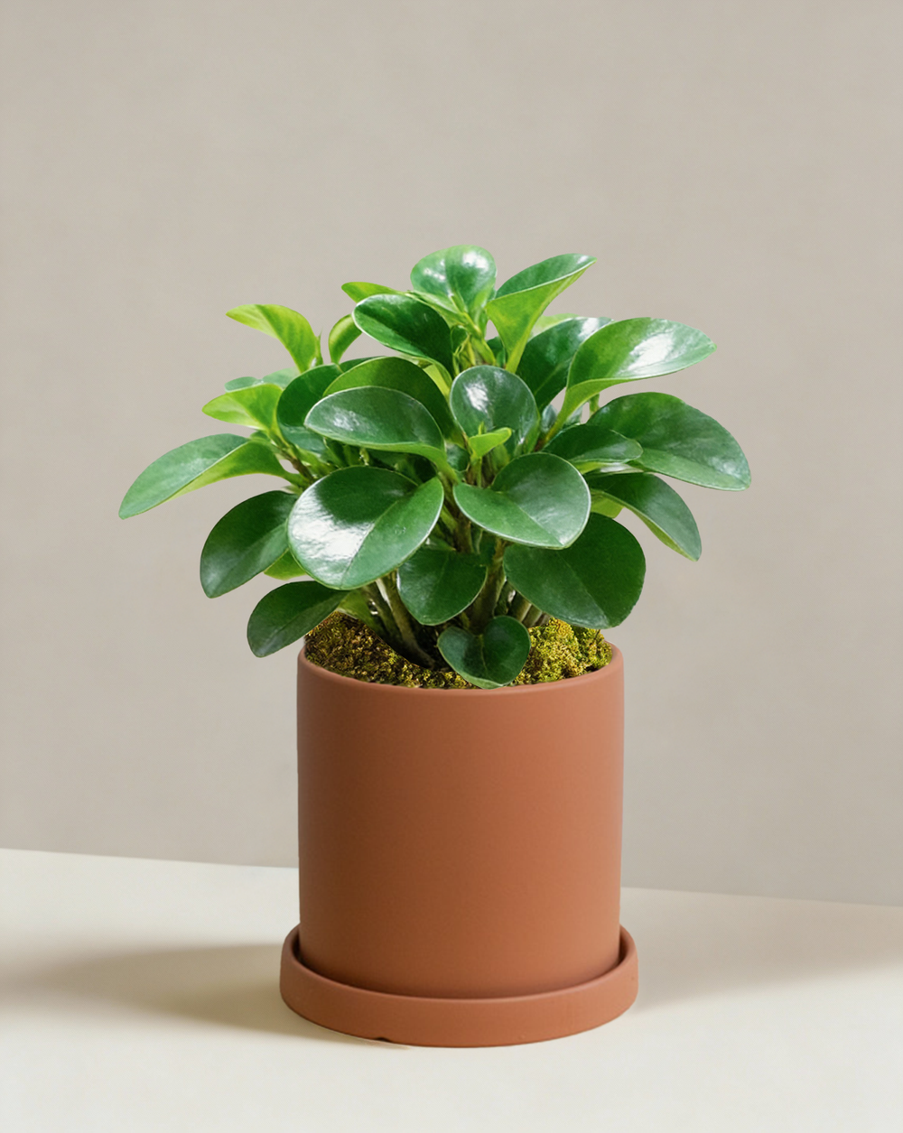 Peperomia Obtipan Green