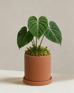 Philodendron Gloriosum