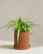 Spider Plant