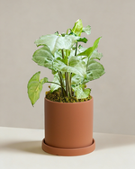 Syngonium Silver Fox