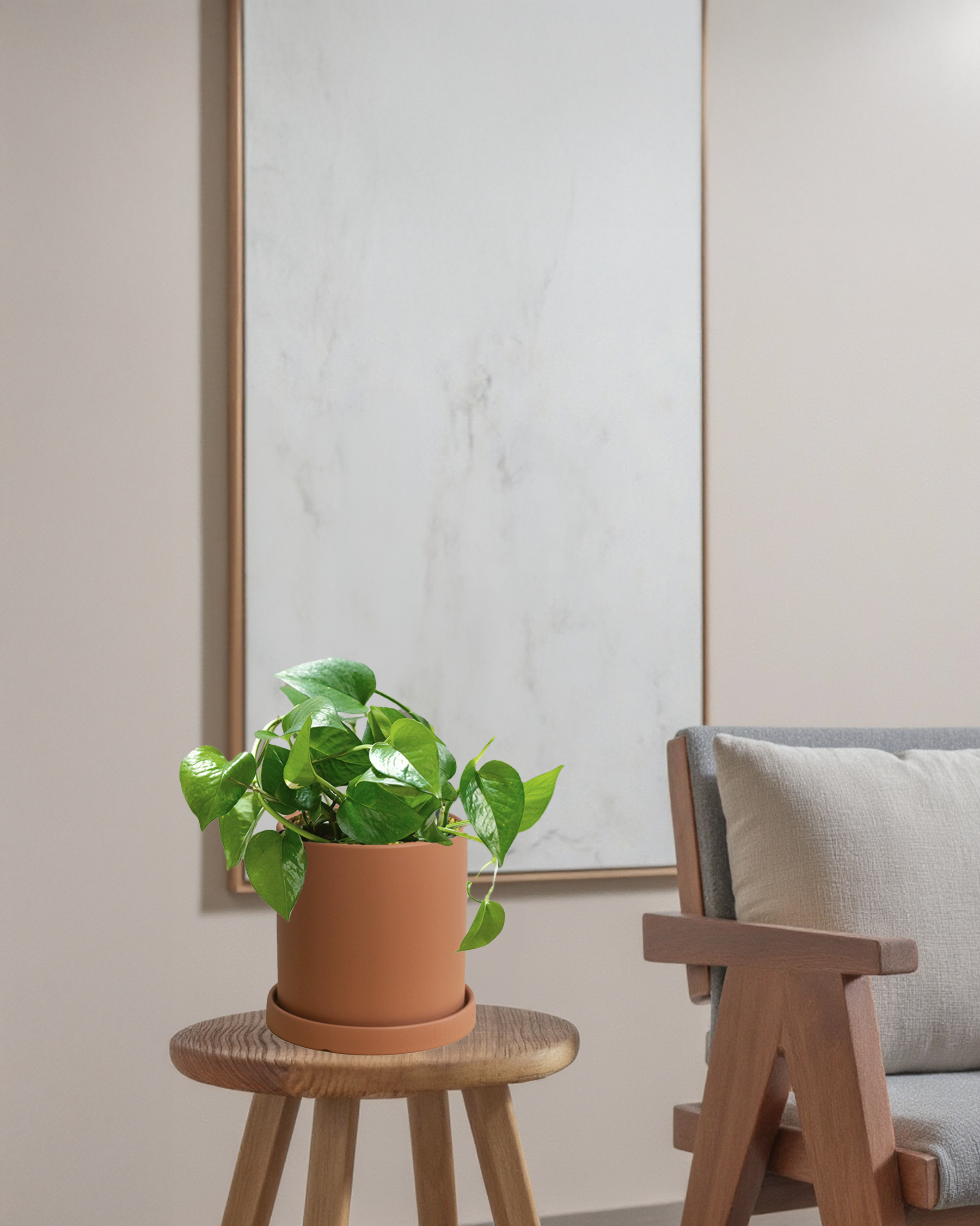 Pothos Green Dragon