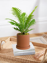 Silver Lady Blechnum Fern