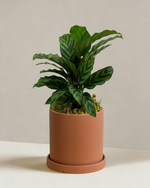 Calathea Freddy