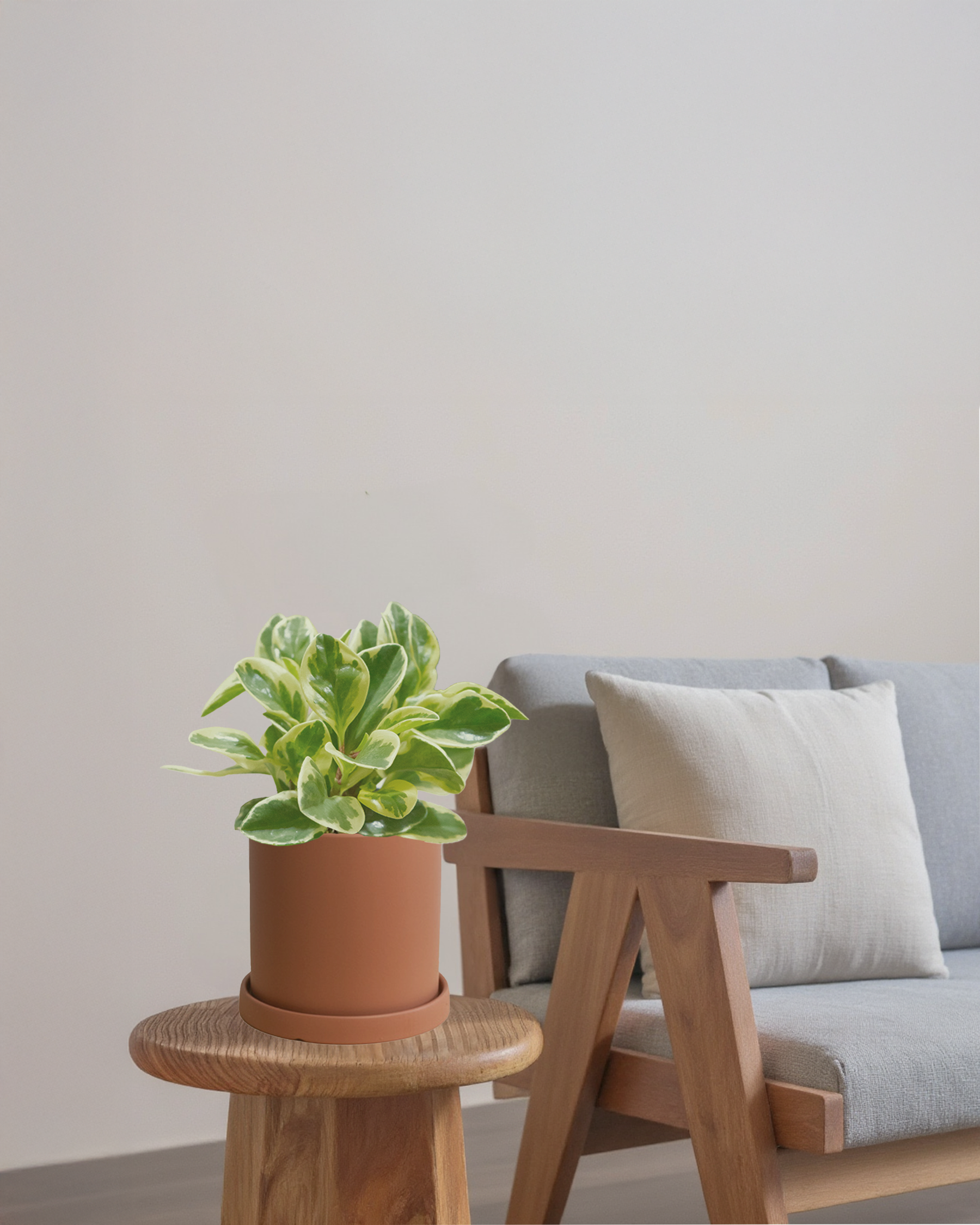 Peperomia Variegated