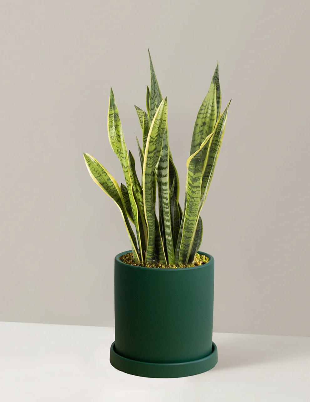 Snake Plant Laurentii