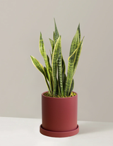 Snake Plant Laurentii