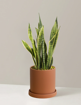 Snake Plant Laurentii