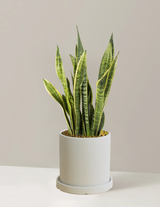 Snake Plant Laurentii