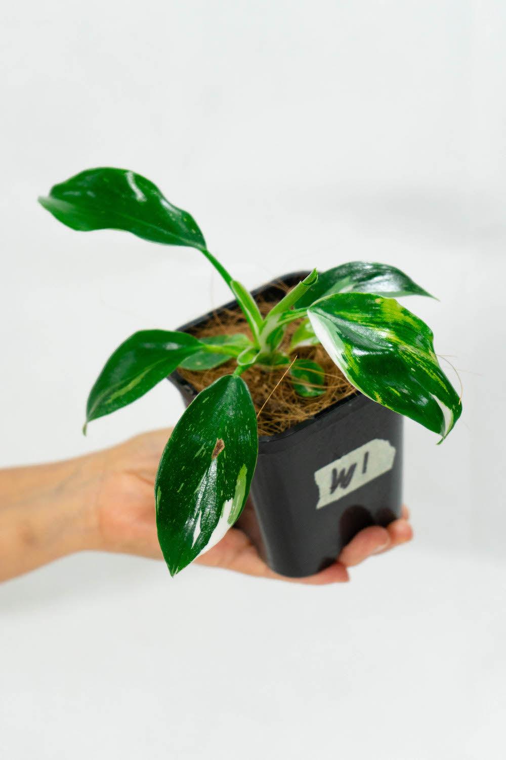 Philodendron White Wizard | Plantgems