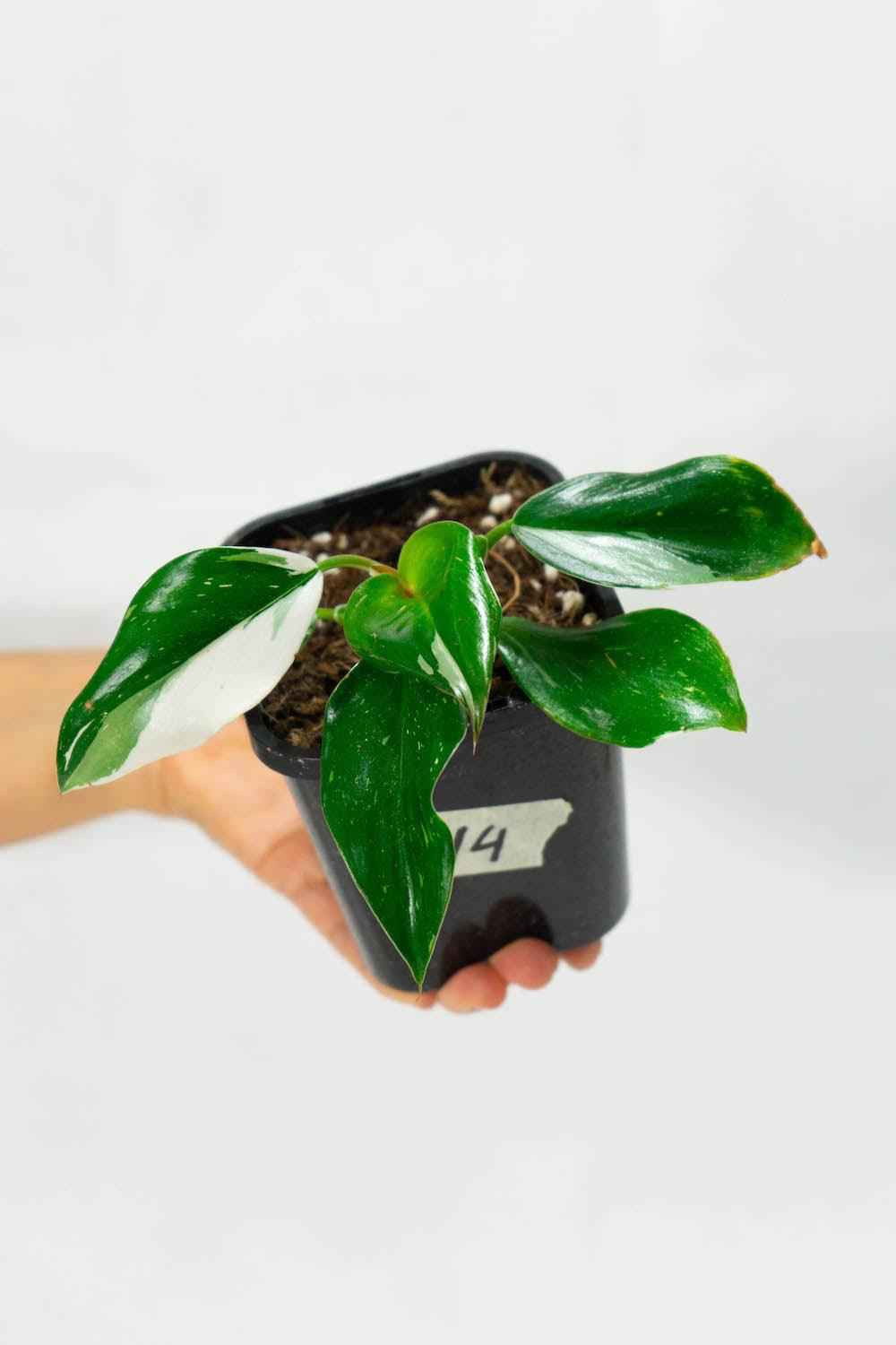 Philodendron White Wizard – Plantgems