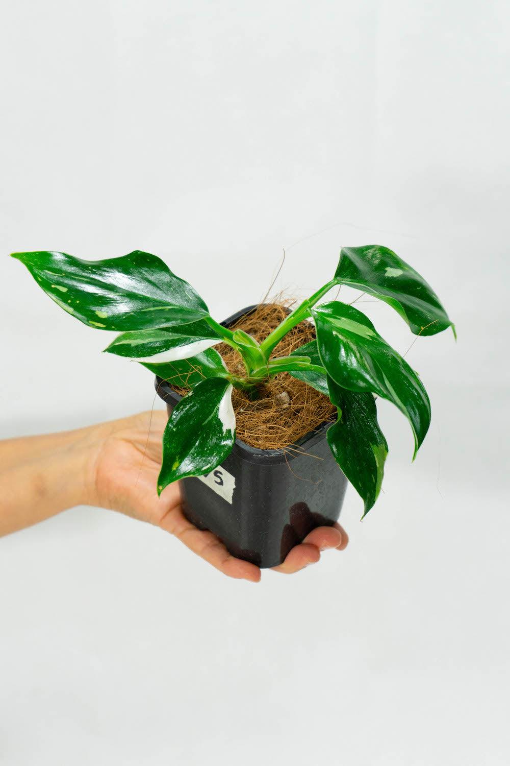Philodendron White Wizard – Plantgems