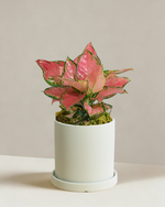 Aglaonema Auspicious Red