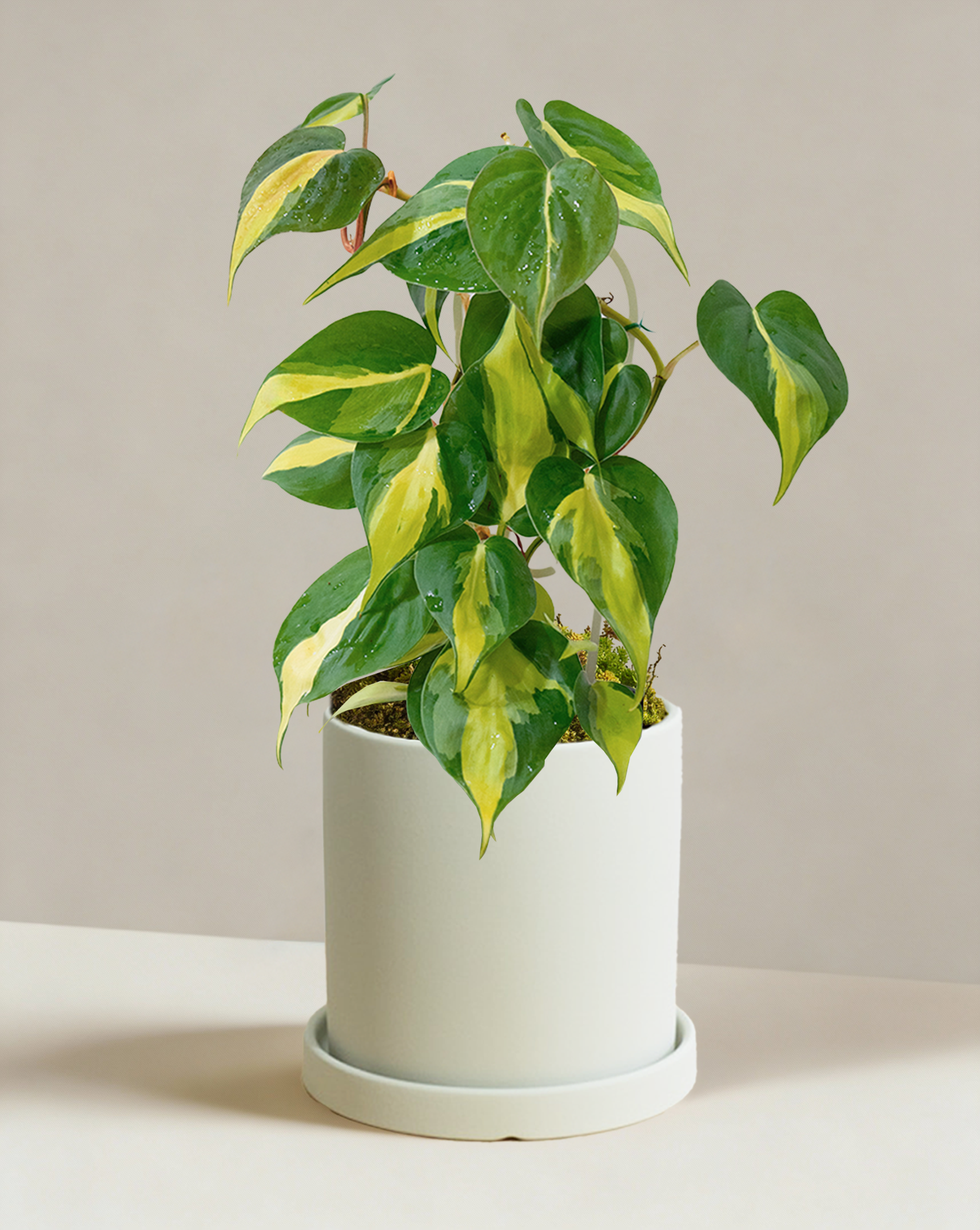 variegated philodendron brasil Philodendron Brasil | Variegated Heartleaf Plant