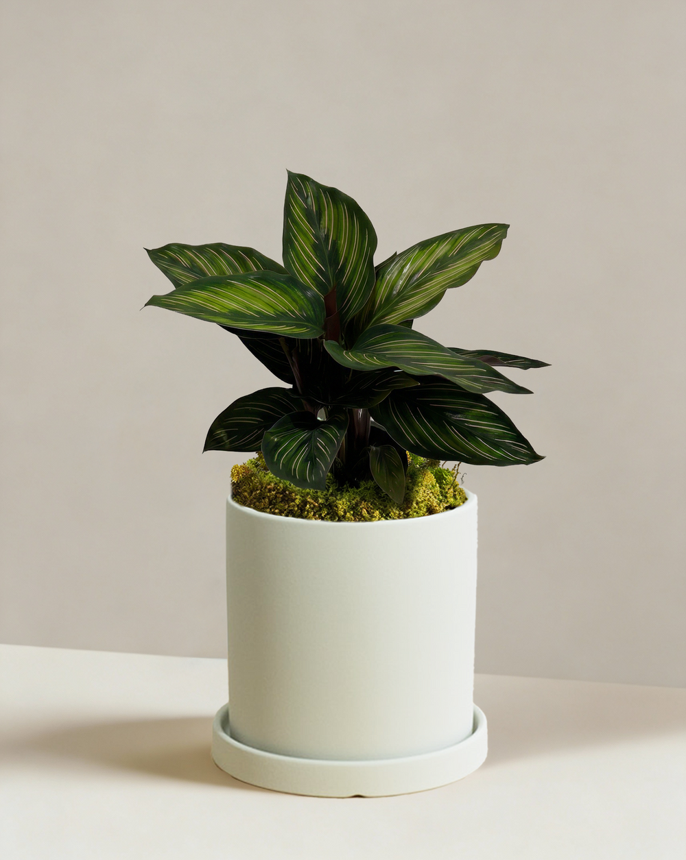 Calathea Beauty Star