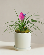 Tillandsia Cyanea