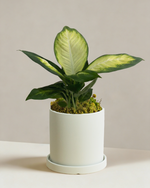 Dieffenbachia Tropic Marina