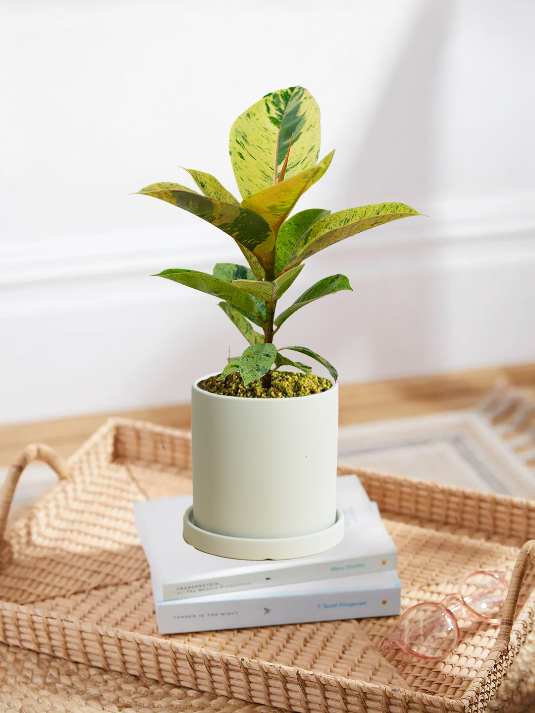 Ficus Elastica Shivereana