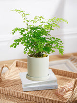 Maidenhair Fern 'Fragrantissimum'