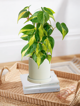 Philodendron Brasil