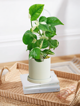 Pothos Manjula