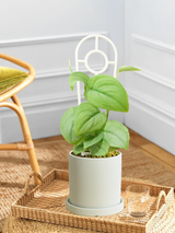 Pothos Silver Hero