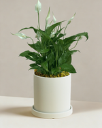 Peace Lily