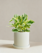 Peperomia Albo Marginata