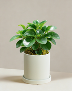 Peperomia Obtipan Green